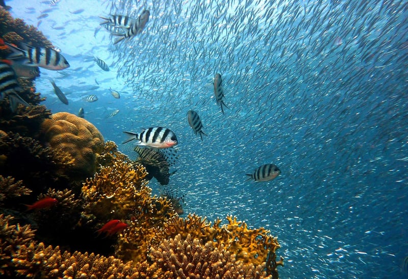 Maldives